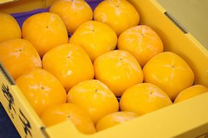 庄内柿孝子丸（こうしまる）通販 1軒の農家さんが守り続ける希少な庄内柿を販売取寄。約3ｋｇ 約14〜約20玉 山形県羽黒産