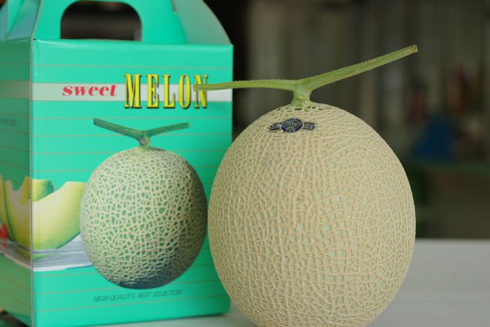 「等級 山」1玉　クラウンメロンお歳暮・お中元販売 通販で静岡県産のマスクメロン　