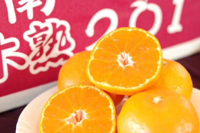 紀南の木熟みかん「木熟201」和歌山県産をお歳暮みかんに。糖度14度