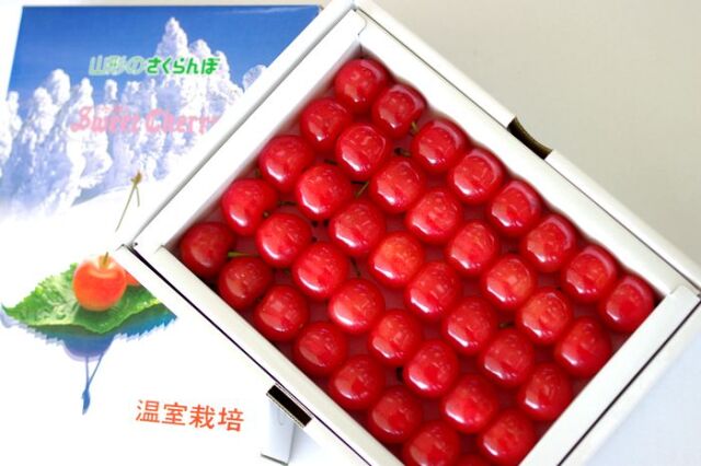 4月中旬頃よりハウス佐藤錦さくらんぼ 100ｇ×2Ｐ　化粧箱約300ｇ　山形県