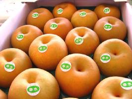 刈屋梨 幸水梨（こうすいなし） 山形県刈屋梨出荷組合 5ｋｇ　約8玉〜約18玉