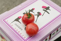 キストマト販売 糖度8度以上 フルーツとまと通販 約10玉〜約15玉 茨城県産
