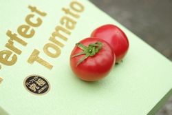 パーフェクトトマト♪糖度8・5度以上！約15玉〜約30玉 【愛知県産】