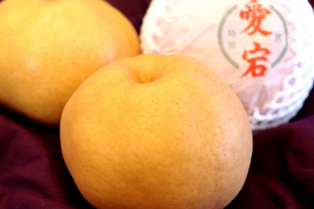 とよたの梨 愛宕梨 あたご梨通信販売 お歳暮に大きい和梨を販売。2玉で約2.5ｋｇ 愛知県