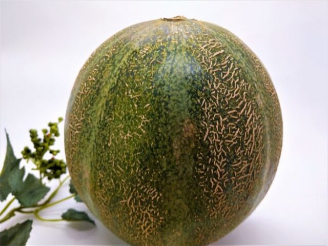 銚子アムスメロン通販 千葉産。甘さ16を販売取寄。糖度16以上！果物ギフト