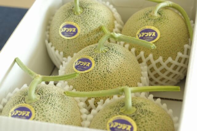 庄内アンデスメロン通信販売 山形産。砂丘ネットメロンを販売取寄