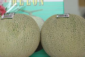 旭村アンデスメロンお取り寄せ販売 茨城産。糖度の見えるメロンを通販で。果物ギフトに 糖度18度 極 プレミアム 2玉