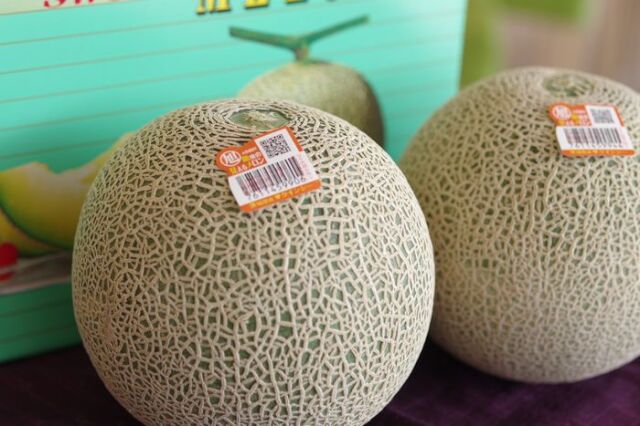 旭村クインシーメロン通信販売 茨城産 糖度の見えるメロンを販売。果物