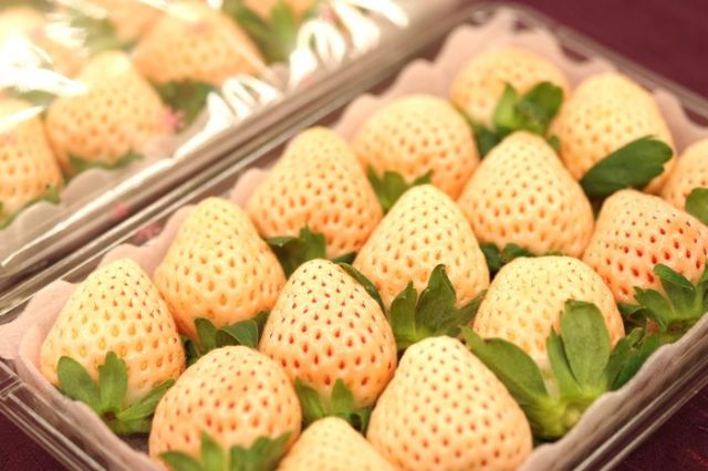 淡雪いちごお歳暮販売　白苺あわゆき通販お取り寄せ 約8粒〜約15粒×2パック入 熊本・他産地★お届けは1月中頃より★　311