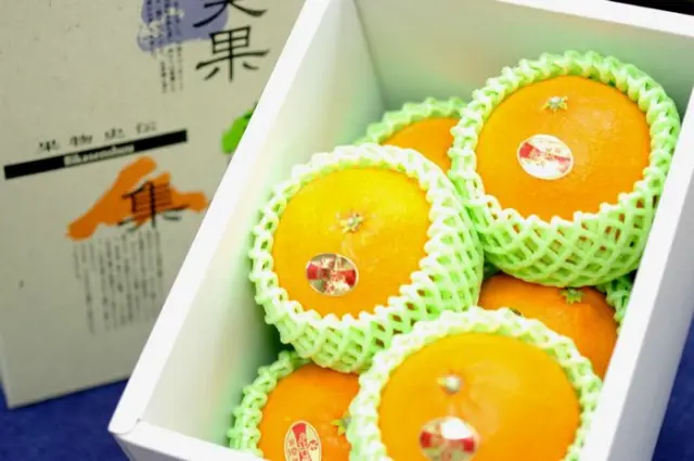 紅まどんな通販 お歳暮に愛媛県ゼリーの様な食感が特徴の柑橘を