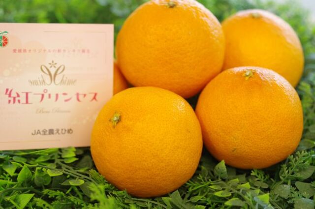 紅プリンセス愛媛県の新柑橘。L～3Lサイズ　愛媛県