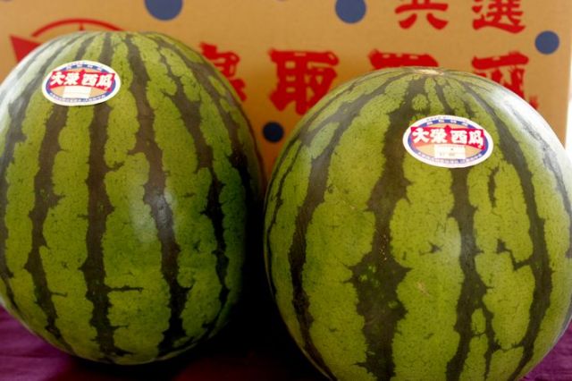 大栄西瓜通信販売。鳥取県大栄西瓜組合協議会 Ｌ〜4Ｌ 2玉