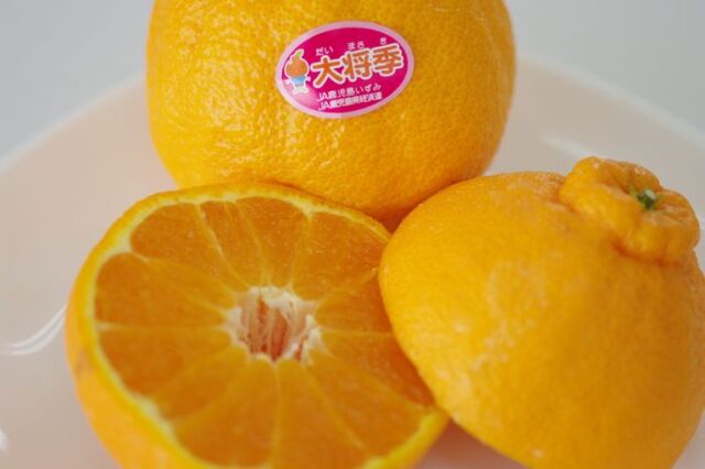 大将季（だいまさき）デコポン通信販売 果物ギフトに鹿児島の赤いデコポンを販売取寄。鹿児島県産