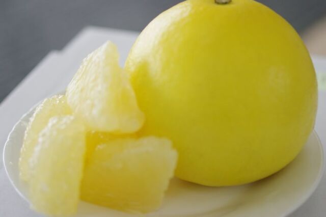 高知県宿毛だるま文旦通信販売 越冬完熟土佐ぶんたんを販売取寄。糖度11度以上 高知県産