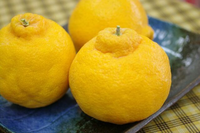 熊本デコポン通販 糖度約13度の不知火（しらぬい）を販売取寄。熊本産