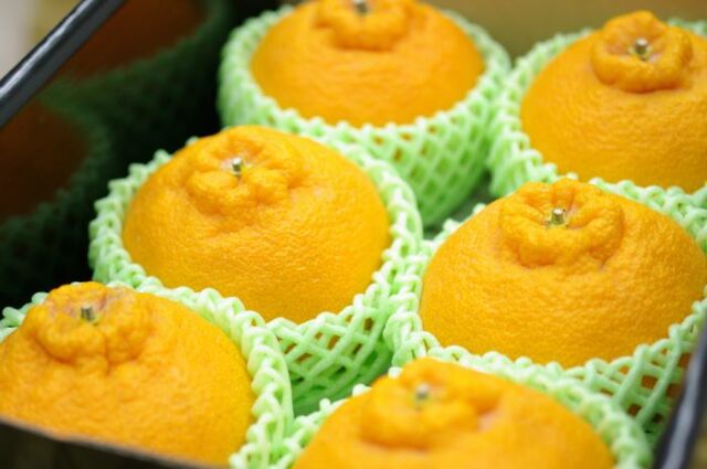 熊本デコポン通販 糖度約13度の不知火（しらぬい）を販売取寄