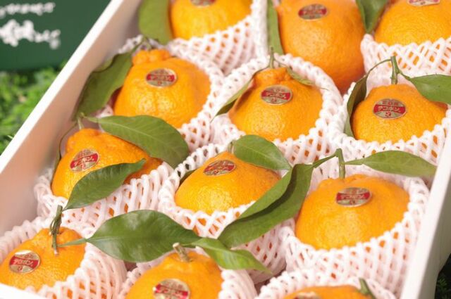 デコポン(道後物語)通販 愛媛産デコポンを販売取寄。約3kg 約10玉〜約12玉 愛媛県産