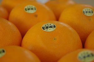 愛媛県せとか　みかん大トロの異名をもつ柑橘