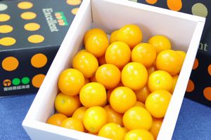 宮崎金柑たまたまエクセレント通販 糖度約18度の完熟きんかんを販売取寄。化粧箱 約1ｋｇ 約40玉 宮崎産