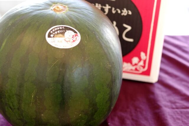 がぶりこスイカ 黒皮・ほぼ種なし・果肉は赤色 Ｌ〜4Ｌ　1玉入 鳥取県