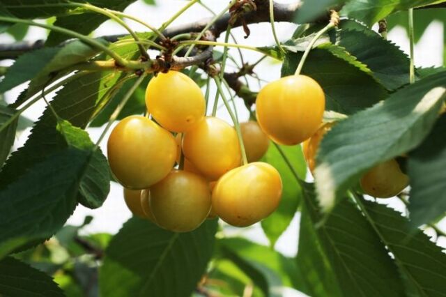 月山錦さくらんぼ販売 バラ詰め Ｌ〜3Ｌサイズ混合 黄色い山形さくらんぼ通販ギフトは7月上旬