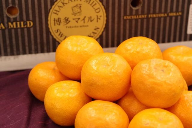 博多マイルドみかん販売 お歳暮みかん通販に福岡県JAみなみ筑後のブランド蜜柑お取り寄せ 糖度12度以上 4ｋｇＳ〜Ｌ