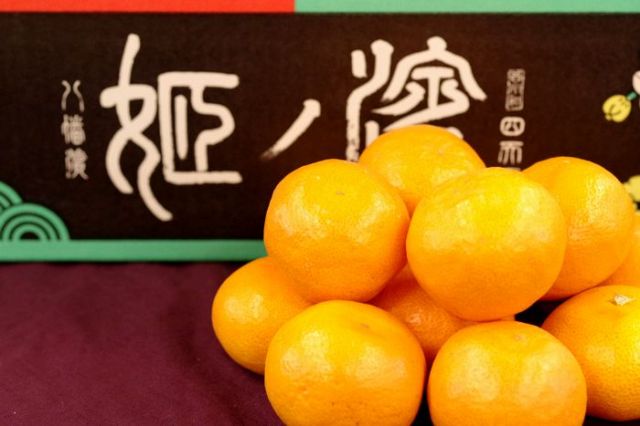 濱の姫みかん 西宇和四天王ブランド お歳暮愛媛みかんに 糖度13度以上