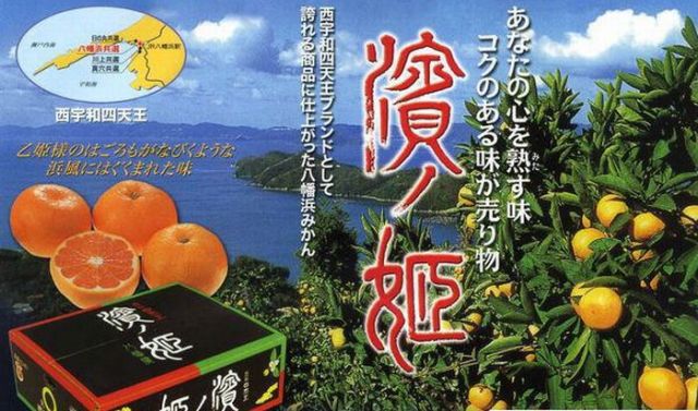 濱の姫みかん 西宇和四天王ブランド お歳暮愛媛みかんに 糖度13度以上