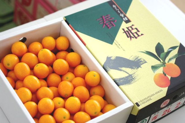 金柑春姫(はるひめ)販売。鹿児島県JAさつまの糖度16度きんかんを取寄せ。1箱約2ｋｇ