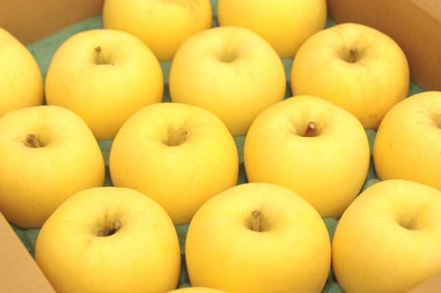 年明け出荷 はるかりんご 春香の恋　糖度15以上 岩手県　通販取寄　約5ｋｇ　14玉〜約18玉 蜜入でありません