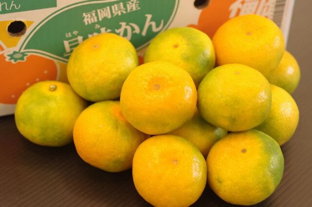 早味みかん(はやミカン) 福岡県オリジナル極早生蜜柑 糖度11度5ｋｇ Ｓ〜Ｌ