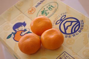 JA三ヶ日みかん誉れ青島本貯蔵販売 熟成みかんを通販で取寄。青秀 糖度11度以上 約4kg Ｓ〜2Ｌ 静岡県