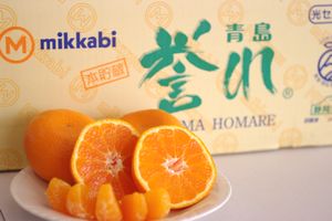 JA三ヶ日みかん誉れ青島本貯蔵販売 熟成みかんを通販で取寄。青秀 糖度11度以上 約4kg S〜2L 静岡県