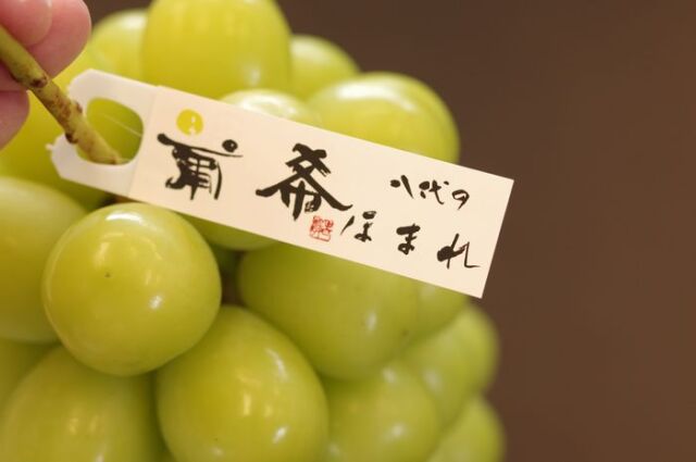 八代の葡希ほまれ　最上級 シャインマスカットぶどう通販 ＪＡふえふき八代支所