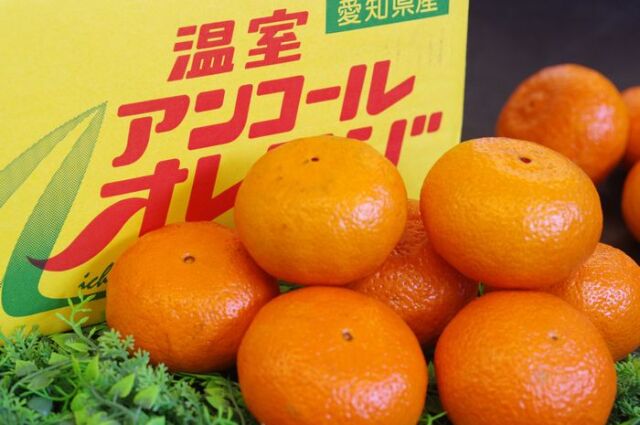 温室アンコールオレンジ 愛知県伊良湖産 約5kg