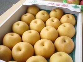 刈屋梨 豊水梨（ほうすいなし） 山形県酒田市刈屋梨出荷組合 5ｋｇ　約8玉〜約18玉