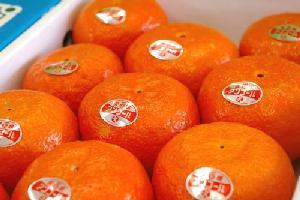 ハウスアンコールオレンジ通販 鮮やかな紅色の果皮が特徴の柑橘を販売取寄。約9玉〜約13玉 愛媛・他産地