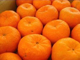 蜜る　ぽんかん　通信販売 愛媛県保内共選ブランドのポンカンを販売取寄。愛媛産