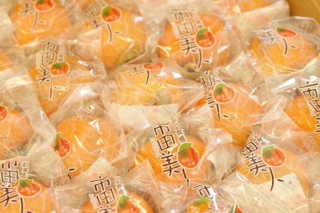 市田美人 市田柿を脱渋した生柿 長野県 JAみなみ信州産 約23個