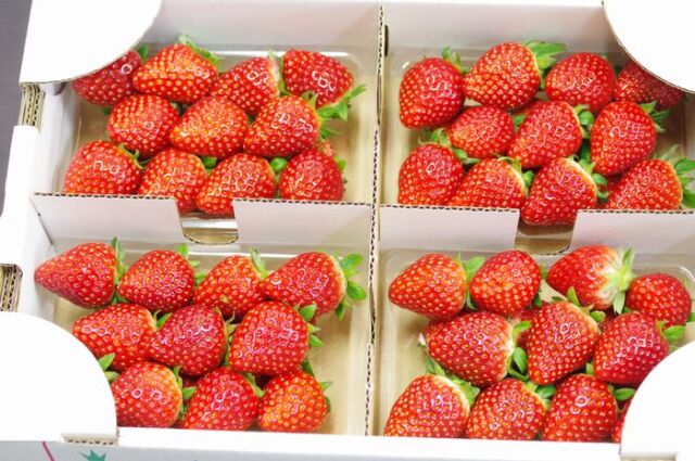 御歳暮いちご 山形県産  苺の通販。とちおとめ・紅ほっぺ・苺の品種指定できません