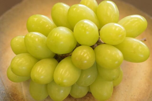 ジュエルマスカット葡萄通販 種なし皮ごと食べられるぶどうを販売取寄。