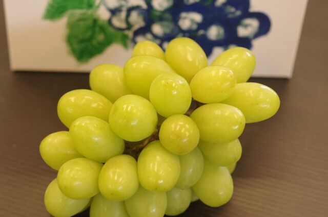 ジュエルマスカット葡萄通販 種なし皮ごと食べられるぶどうを販売取寄。