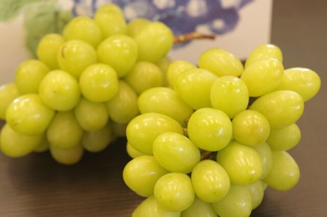 ジュエルマスカット葡萄通販 種なし皮ごと食べられるぶどうを販売取寄。