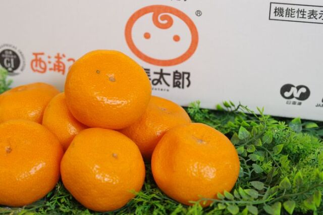 寿太郎（じゅたろう）みかん通販 JAなんすん西浦みかんを販売取寄。糖度12・5度以上 Ｓ〜2Ｌサイズ 静岡県産