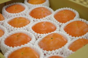 樹上脱渋の庄内柿 通販 果肉がゴマ色の珍しいかきを販売取寄。約8玉〜約12玉 山形産