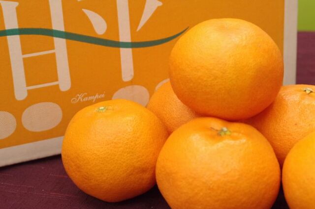 甘平（かんぺい）通販 愛媛産プチプチした食感が特徴の柑橘を販売取寄。愛媛産