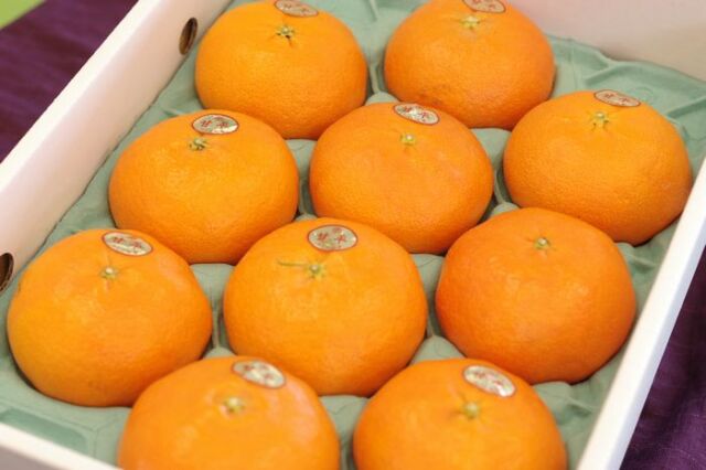 甘平（かんぺい）通販 愛媛産プチプチした食感が特徴の柑橘を