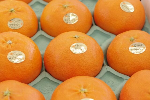 甘平（かんぺい）愛媛Queenクイーンスプラッシュ通販 糖度13度以上！栽培全量の10％ほどの希少性