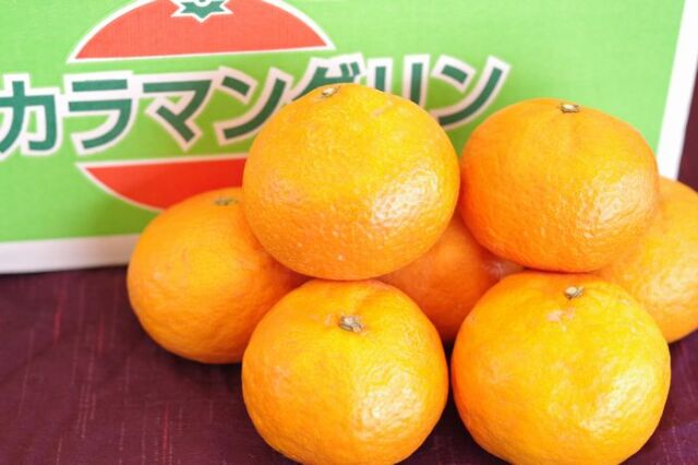 カラマンダリンオレンジ取寄販売 春みかんと呼ばれるカラーを通販で。Ｓ〜2Ｌサイズ 愛媛県産