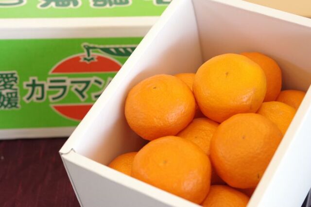 カラマンダリンオレンジ取寄販売 春みかんと呼ばれるカラーを通販で。Ｓ〜2Ｌサイズ 愛媛県産